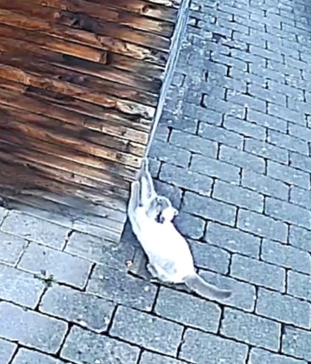 IMG_0270.jpeg