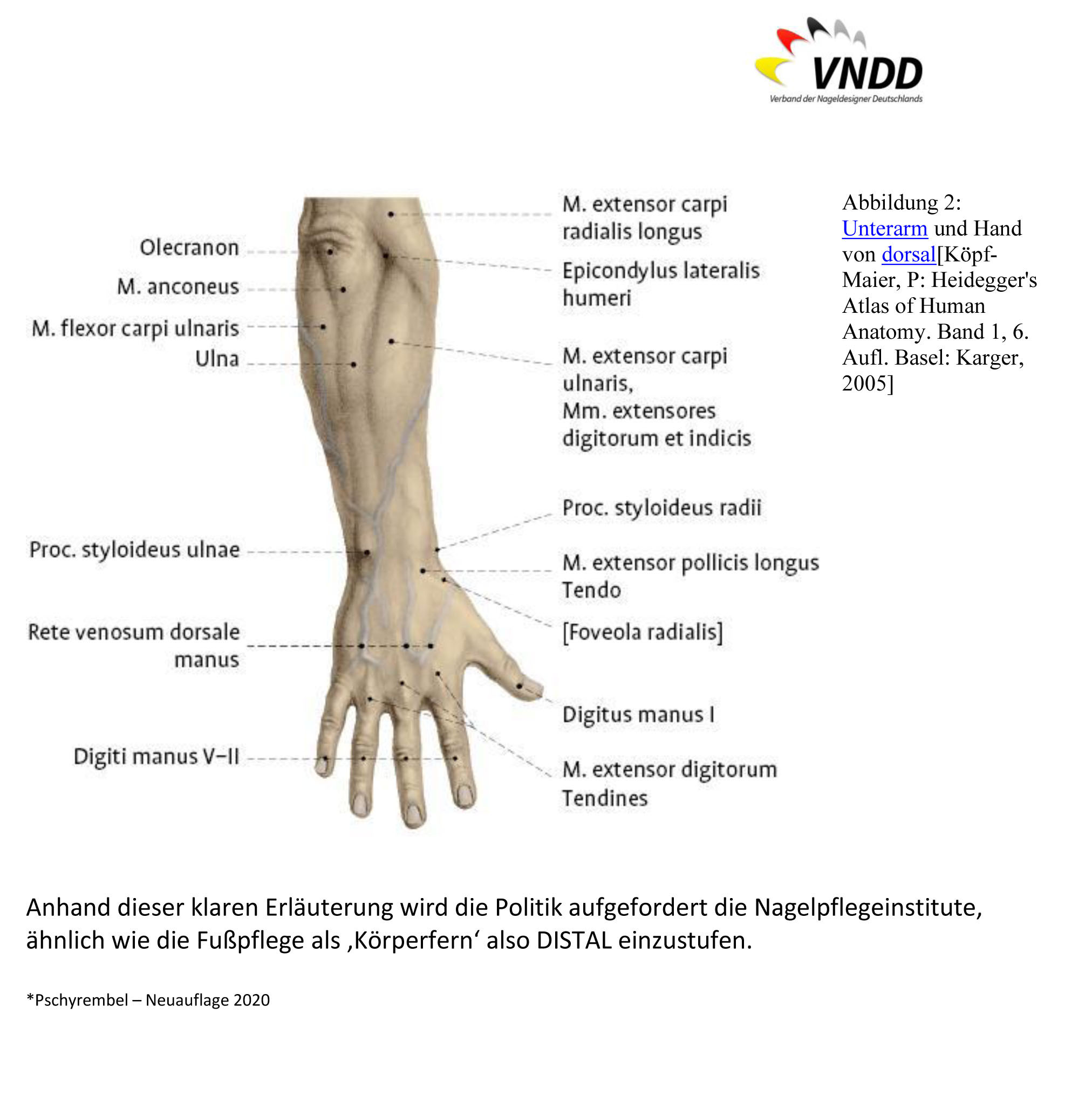 Körperfern_-_distal-25.jpg