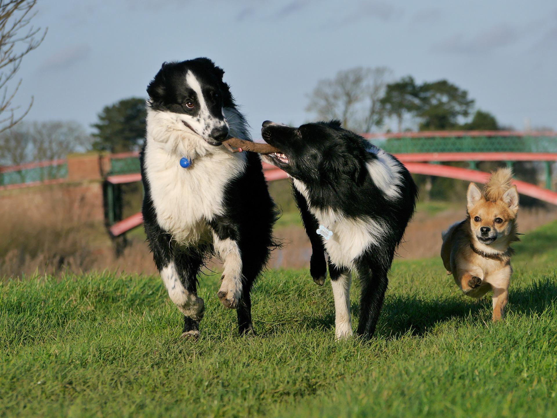 border-collie-gc5d199bbd_1920.jpg