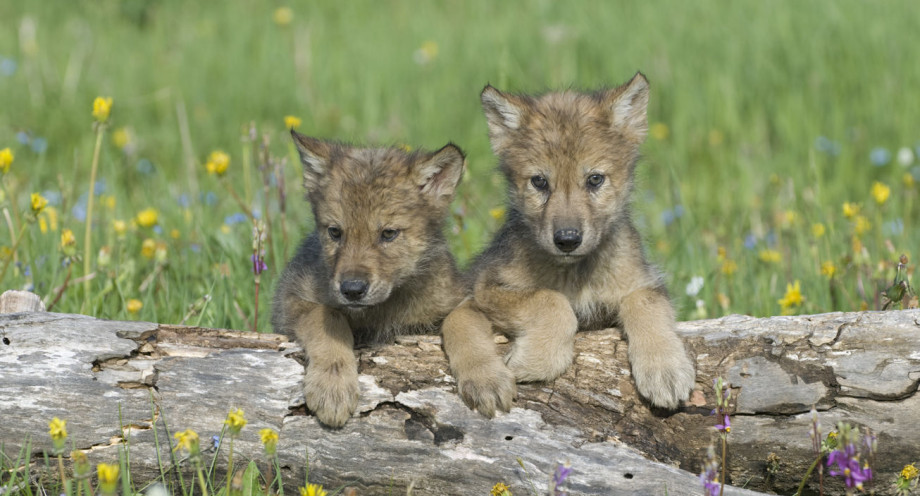 csm_1440_Wolf_Welpen_147251519__c__GettyImages_bcd9dc4b16.jpg